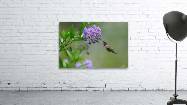 Rufous Hummingbird  Wall Preview