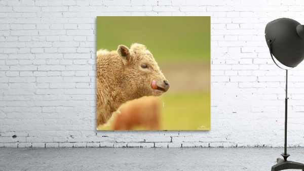 Cute Calf Wall Preview