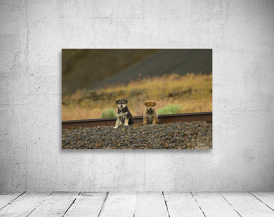 Lost Puppies Wall Preview