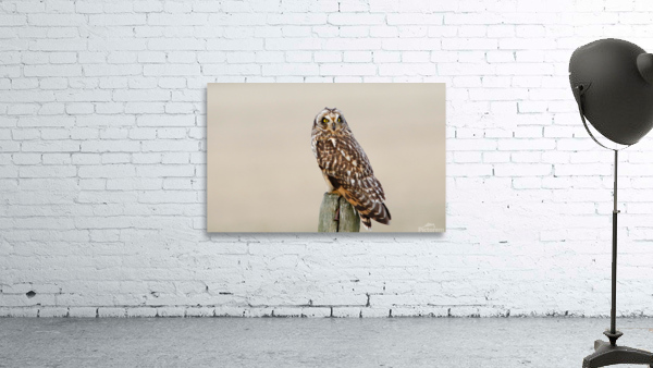 Short eared Owl On Post Wall Preview