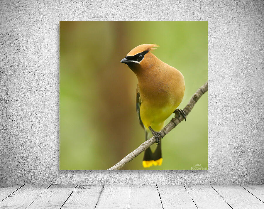 Cedar Waxwing Wall Preview