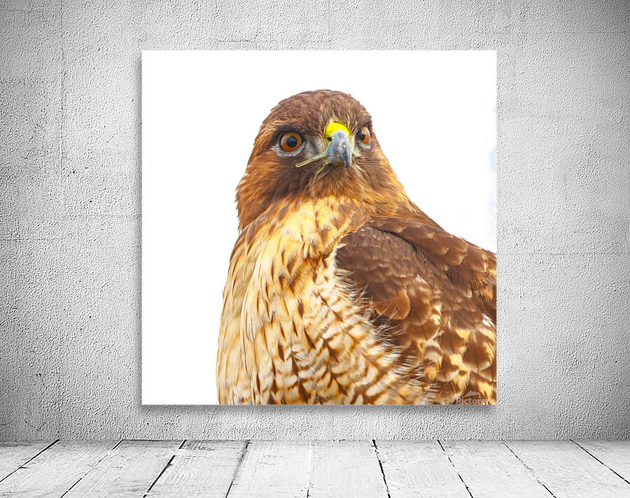 Red tailed Hawk Stare Wall Preview