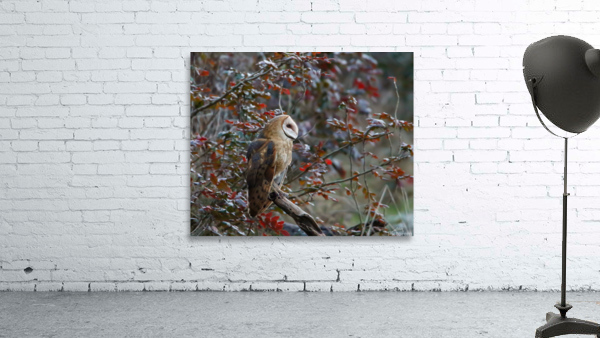 Barn Owl Wall Preview