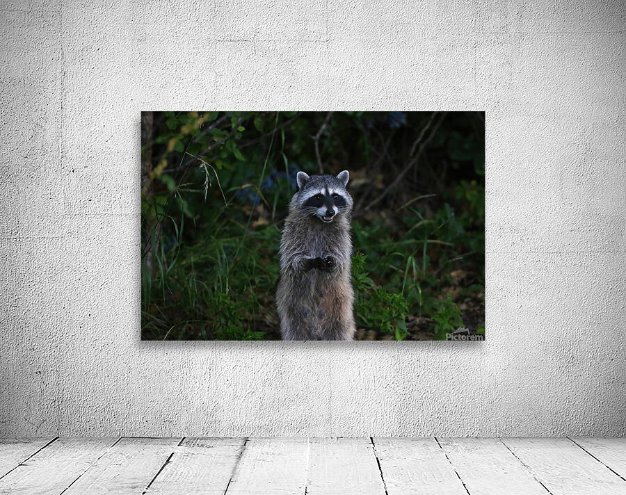 raccoon Wall Preview