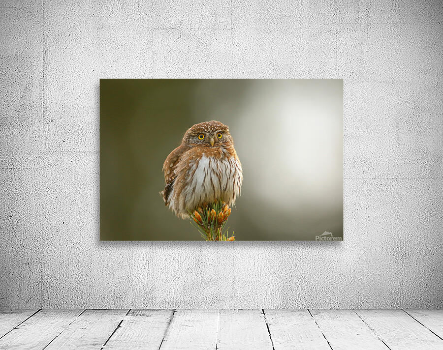 Pygmy Owl Wall Preview