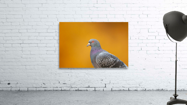 Common Pigeon Indeed   Wall Preview