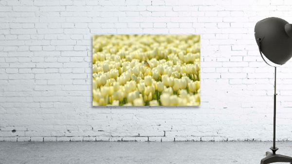 Savannah Sparrow Wall Preview