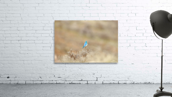 Mountain Bluebird Wall Preview