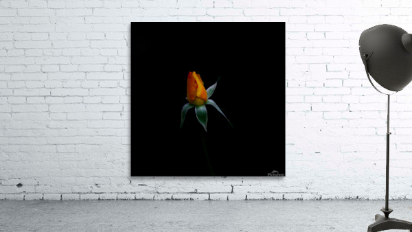 Budding Rose Wall Preview