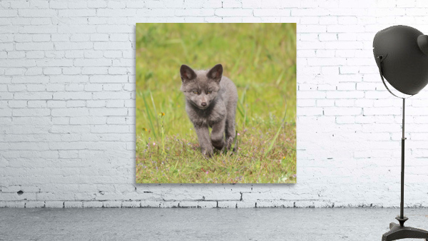 Grey Fox Kit Wall Preview