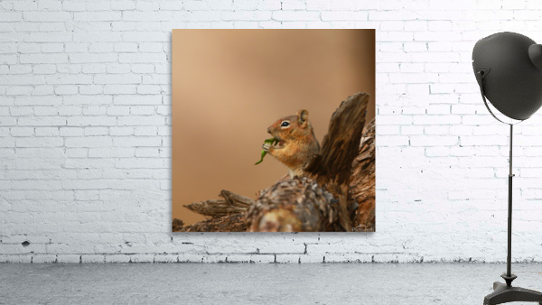 Chipmunk Munching Wall Preview