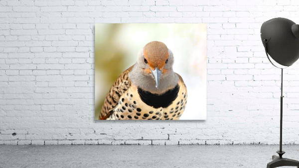 Northern Flicker Wall Preview