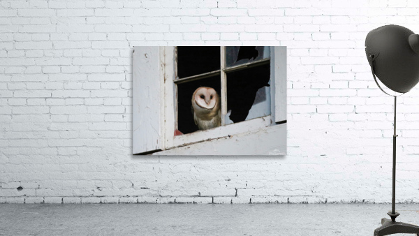 Barn Owl Waking Up Wall Preview