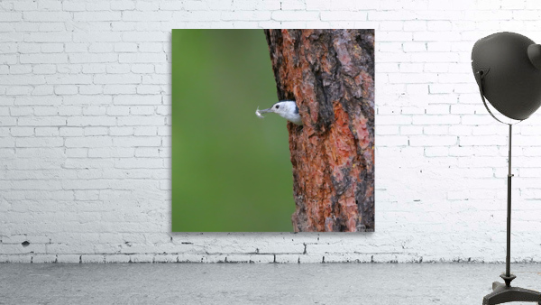White breasted Nuthatch Wall Preview