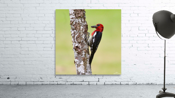 Red-breasted Sapsucker Wall Preview