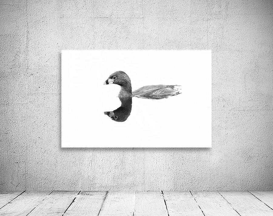 Pied billed Grebe Wall Preview