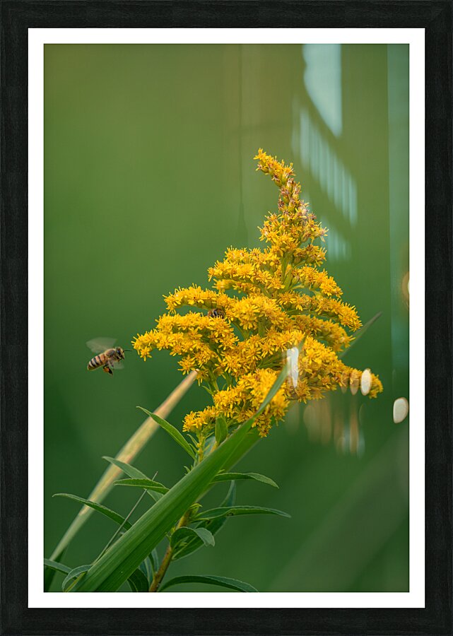 Yellow blossom Picture Frame print