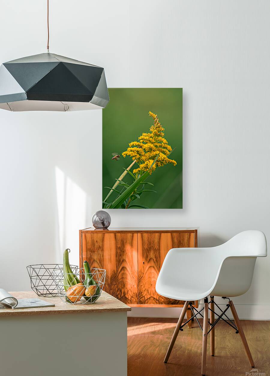 Yellow blossom Reproduction