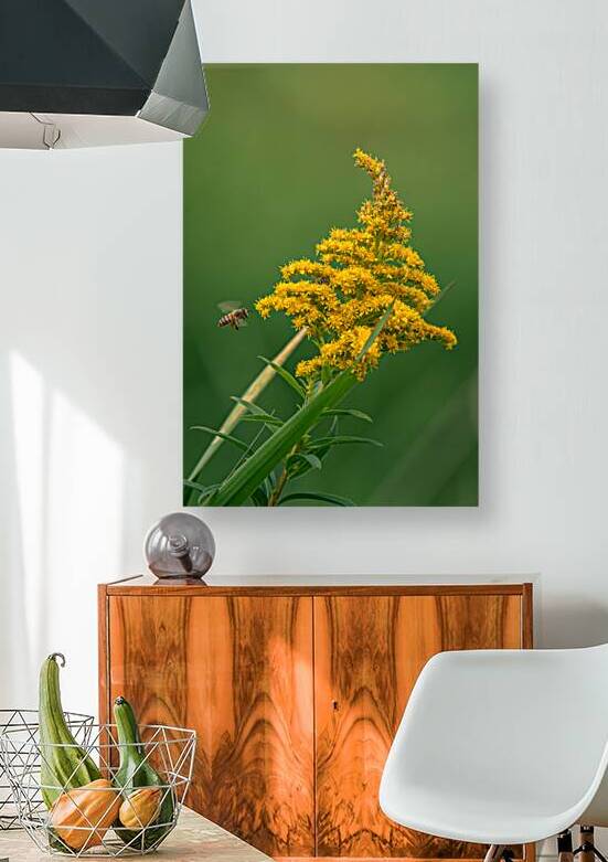 Yellow blossom Reproduction
