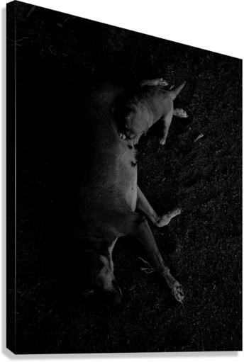 The only puppy Canvas Print