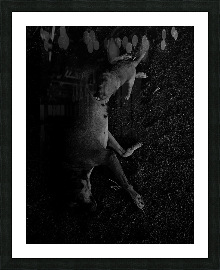 The only puppy Picture Frame print