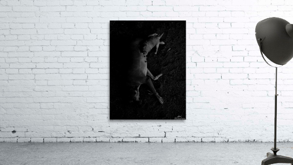 The only puppy Wall Preview