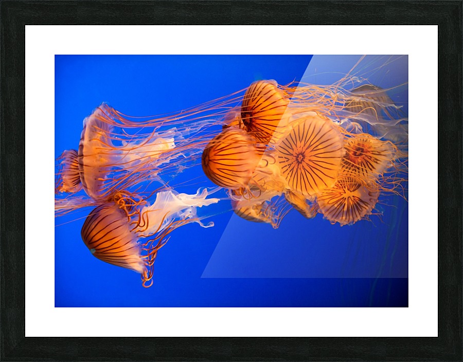 Jelly Fish Picture Frame print