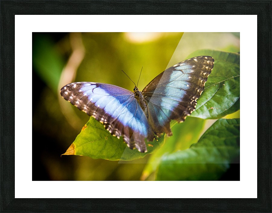 Butterfly Picture Frame print