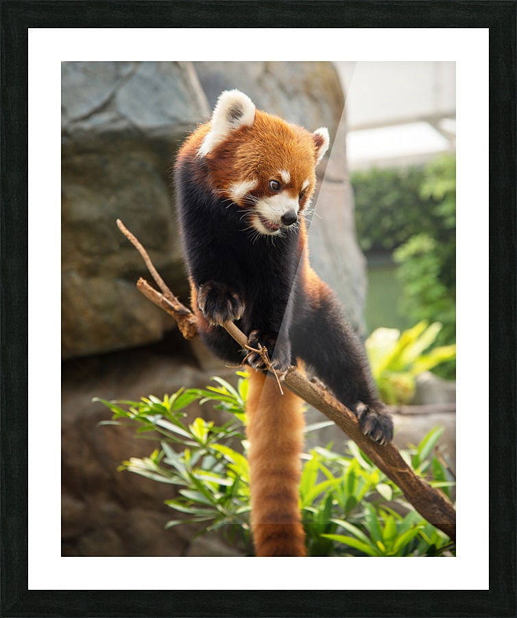 Monkey Picture Frame print