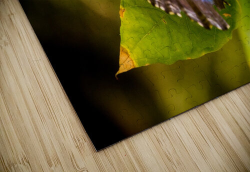 Butterfly Billy Johnson puzzle