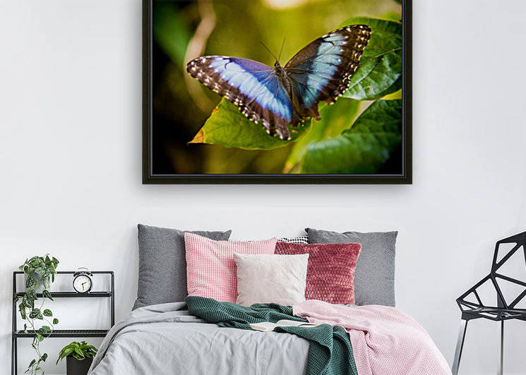 Butterfly by Billy Johnson
