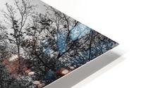 Central Park HD Metal print