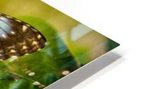 Butterfly HD Metal print