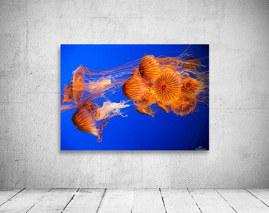 Jelly Fish Wall Preview