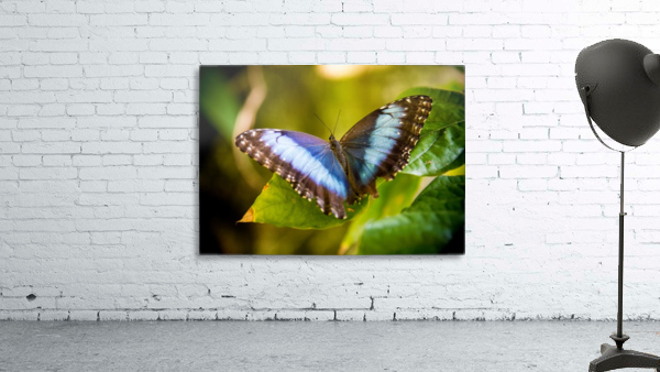 Butterfly Wall Preview