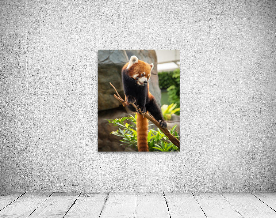 Monkey Wall Preview