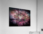 Pink Dandelion Acrylic Print