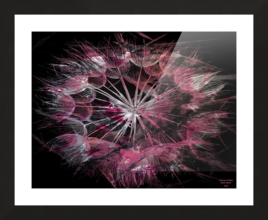 Pink Dandelion Picture Frame print