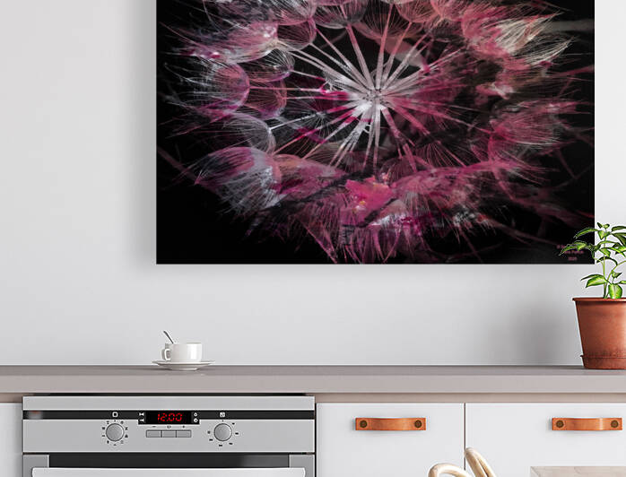 Pink Dandelion by Declan O Reilly