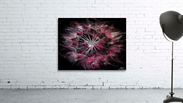 Pink Dandelion Wall Preview