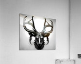 Shadow Stag Acrylic Print