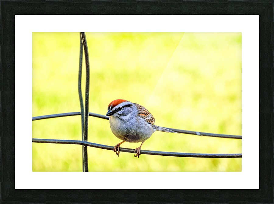 Sparrow on Wire Picture Frame print