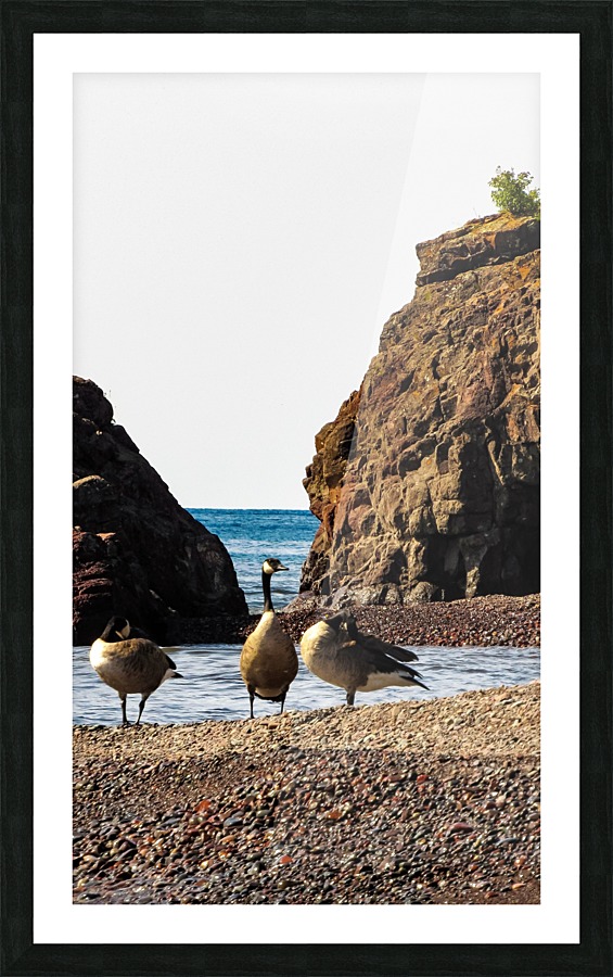 Three Geese Picture Frame print