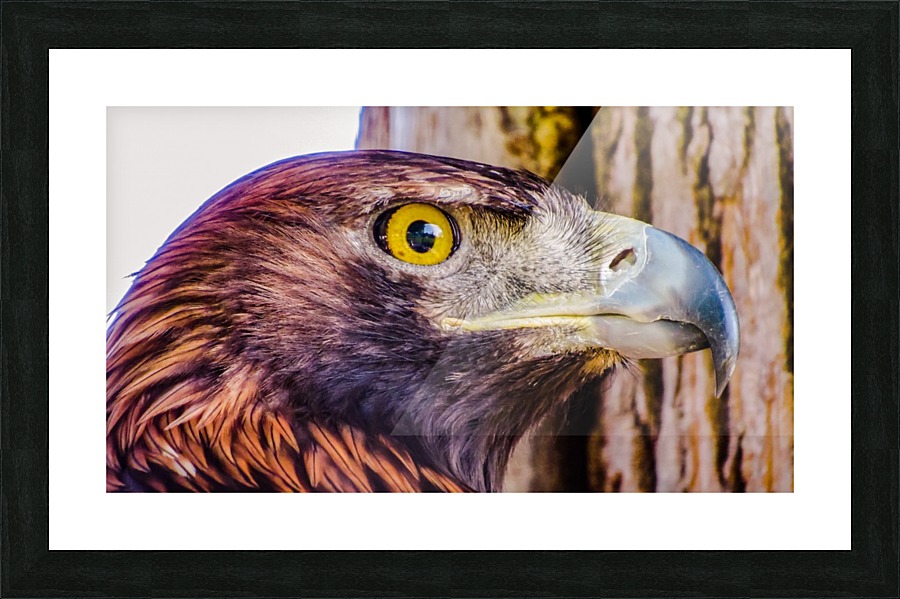 Hawk Picture Frame print