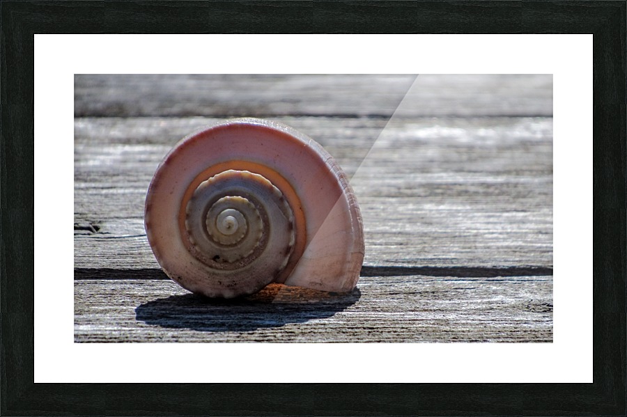 Sea Shell Picture Frame print