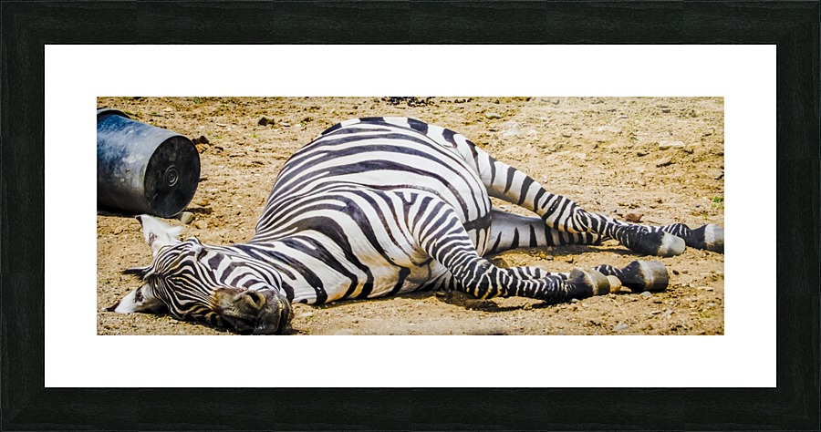 Lazy Zebra Picture Frame print