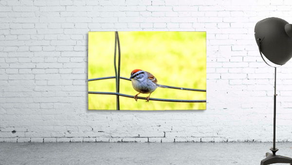 Sparrow on Wire Wall Preview