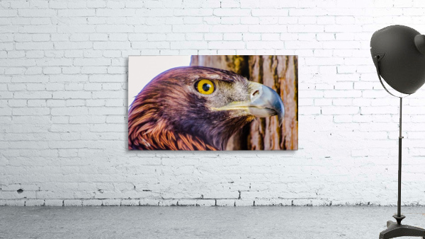 Hawk Wall Preview