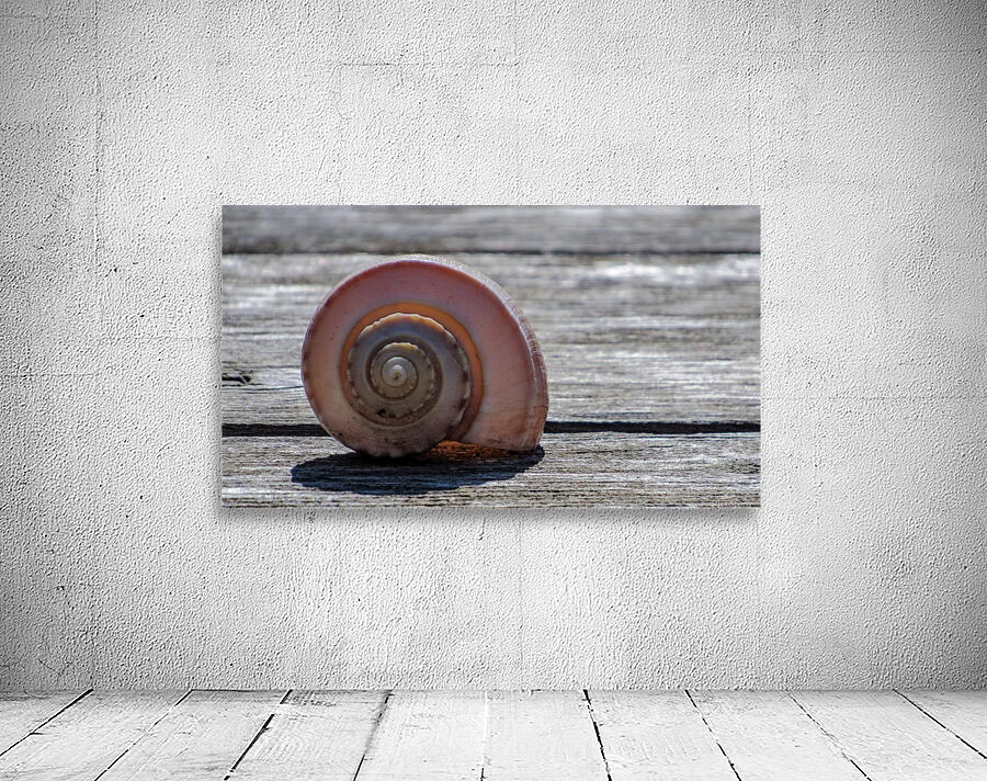 Sea Shell Wall Preview