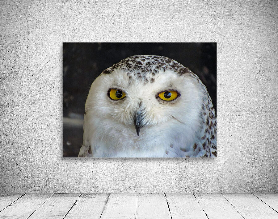 Snowy Owl Wall Preview
